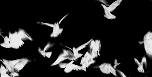 Мама голуби летят. Гифки птицы. Птицы на черном фоне. Анимированный полет птицы. Голуби анимация.