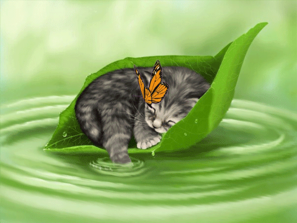 Анимация Полосатый котенок спит на зеленом листочке, плывущем по воде, гифка Полосатый котенок спит на зеленом листочке, плывущем по воде