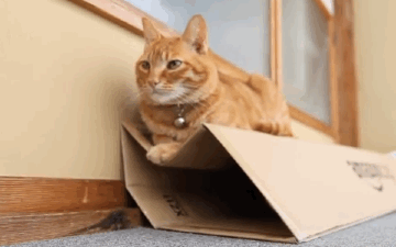 Анимация Рыжий кот лежит на коробке, которая не выдерживает его веса, гифка Рыжий кот лежит на коробке, которая не выдерживает его веса