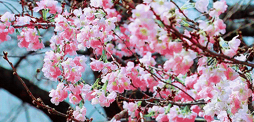 Анимация Цветущая ветка вишни крупным планом, гифка