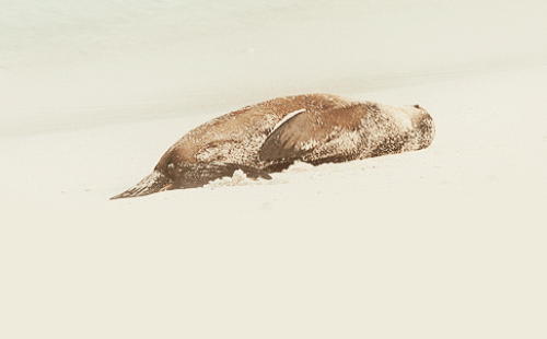 Анимация Морской котик катается по песку на пляже, гифка Морской котик катается по песку на пляже