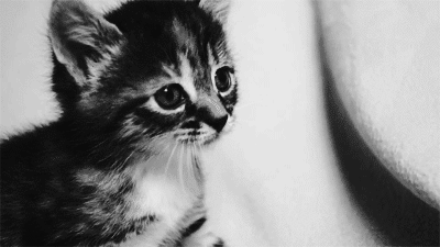 Анимация Маленький котенок мяукает, гифка Маленький котенок мяукает