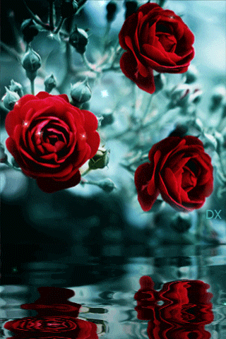 Анимация Раскачивающиеся веточки с красными розами бутонами над водой, отражаясь, гифка Раскачивающиеся веточки с красными розами бутонами над водой, отражаясь