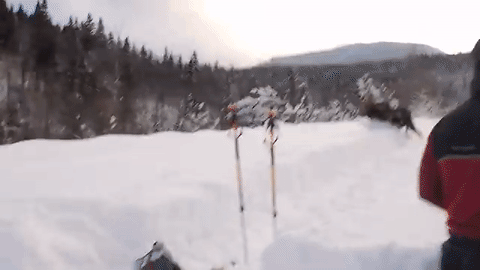 Анимация Мимо лыжников, отдыхающих на снежном склоне, проносится лось, гифка Мимо лыжников, отдыхающих на снежном склоне, проносится лось