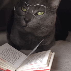 Анимация Кот в очках смотрит в книгу, гифка Кот в очках смотрит в книгу