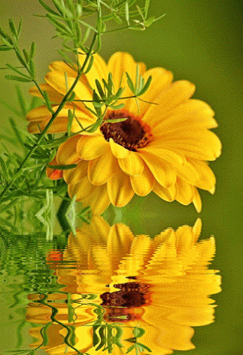 Анимация Желтый цветок около воды, гифка Желтый цветок около воды