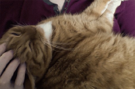 Анимация Кота гладят в любимом местечке