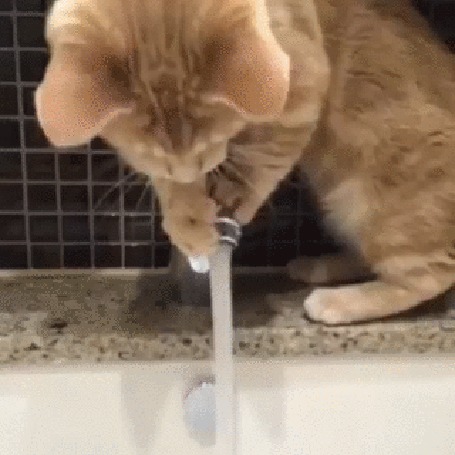 Анимация Кошка играет со струей воды из крана