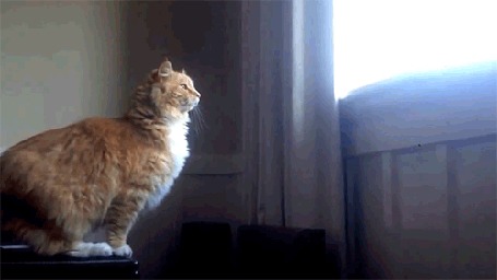 Анимация Кот пытается вспрыгнуть на подоконник, но у него это не получается