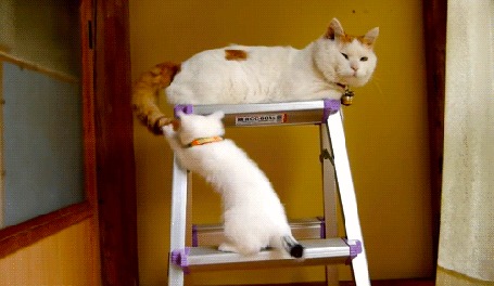 Анимация Котенок играет хвостом мамы - кошки, которая пыталась спрятаться наверху стремянки