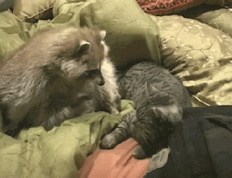 Анимация Енот нежно обнимает кота
