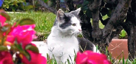 Анимация Коту на нос села пчела он испуганно убежал прочь