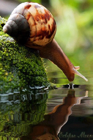 Анимация Улитка пьет воду
