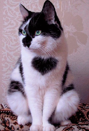 Анимация Кот с сердечком на грудке