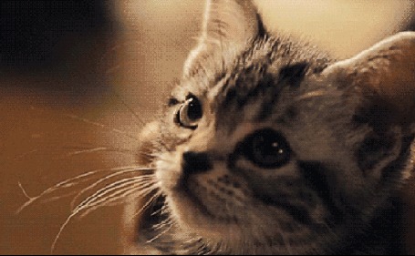 Анимация Полосатый котенок мяукает