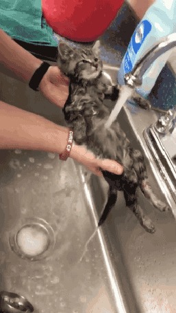 Анимация Котенок вытянулся на руках, и его моют под краном