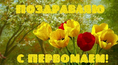Анимация Разноцветные тюльпаны на фоне цветущих деревьев (Поздравляю с Первомаем)