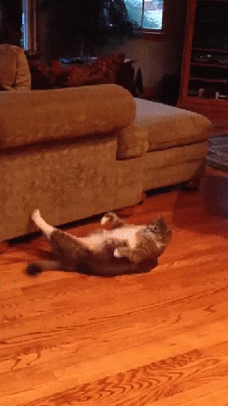 Анимация Толстый кот пытается перевернуться