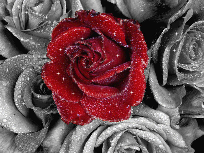 Анимация Красная роза среди серых, гифка Красная роза среди серых