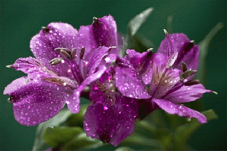 Анимация Блестящие фиолетовые цветы, гифка