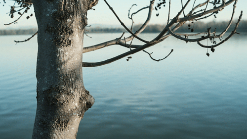 Анимация Блики воды отражаются на дереве, гифка Блики воды отражаются на дереве