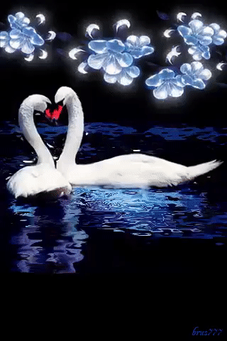 Анимация Пара белых лебедей на озере под качающейся цветущей веткой (brus777), гифка Пара белых лебедей на озере под качающейся цветущей веткой (brus777)