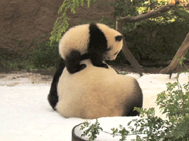 Анимация Детеныш панды скатывается по спине большой панды, гифка Детеныш панды скатывается по спине большой панды