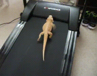 Анимация Бородатый дракон / Pogona vitticeps бежит по беговой дорожке, гифка Бородатый дракон / Pogona vitticeps бежит по беговой дорожке