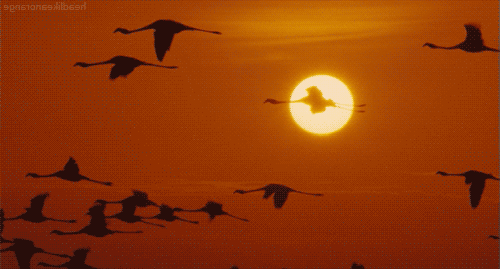 Анимация Летящая стая фламинго за фоне заката, гифка Летящая стая фламинго за фоне заката