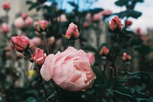 Анимация Розовая роза с бутонами, гифка Розовая роза с бутонами