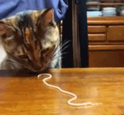 Анимация Кот кушает спагетти, гифка Кот кушает спагетти