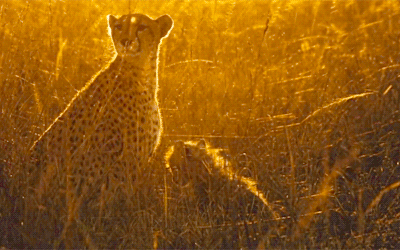 Анимация Самка гепарда с детенышем спряталась в высокой траве, гифка Самка гепарда с детенышем спряталась в высокой траве