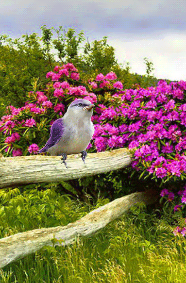 Анимация Птица сидит на бревнышке-заборе у цветущего куста, гифка