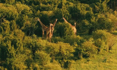 Анимация Жирафы в национальном парке Серенгети / Serengeti, гифка Жирафы в национальном парке Серенгети / Serengeti