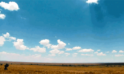 Анимация Бескрайние просторы Серенгети / Serengeti, гифка Бескрайние просторы Серенгети / Serengeti
