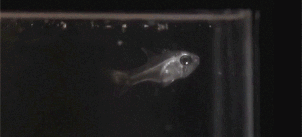 Анимация Рыбка в аквариуме выплевывает светящую струю, гифка Рыбка в аквариуме выплевывает светящую струю