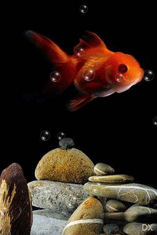 Анимация Золотая рыбка плавает над камнями среди пузырьков, гифка