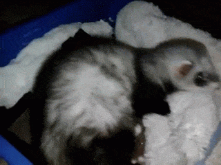 Анимация Хорек / Mustela putorius furo нежится в постели, гифка Хорек / Mustela putorius furo нежится в постели