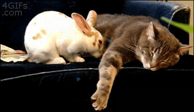 Анимация Кролик будит кошку, а потом ложится с ней спать, гифка Кролик будит кошку, а потом ложится с ней спать