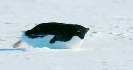Анимация Пингвин быстро катится по льду на животе