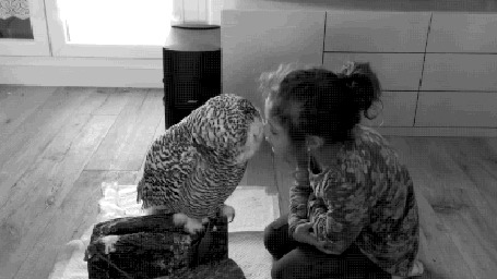 Анимация Девочка целует сову