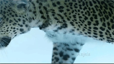Анимация Медленно идущий по снегу леопард