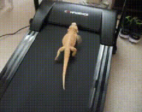 Анимация Бородатый дракон / Pogona vitticeps бежит по беговой дорожке
