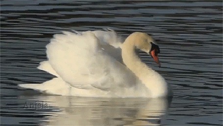 Анимация Лебедь вращается на воде