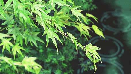Анимация С ветки капают капли дождя