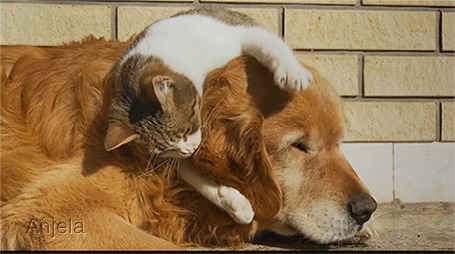 Анимация Кошка теребит ухо собаки
