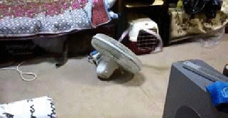 Анимация Кошка играет с ленточкой, которая развевается от потока воздуха из вентилятора