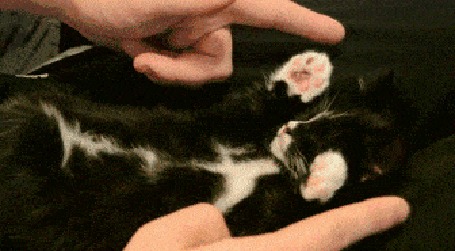Анимация Странные игры со спящим котенком