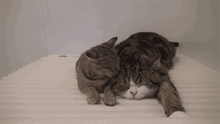 Анимация Котенок тщательно вылизывает маму