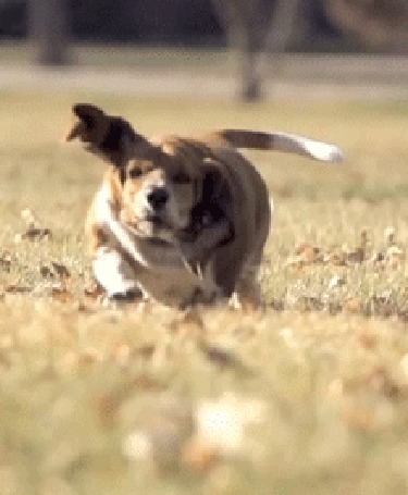 Анимация Собака породы Basset Hound / Бассет-хаунд бежит по траве